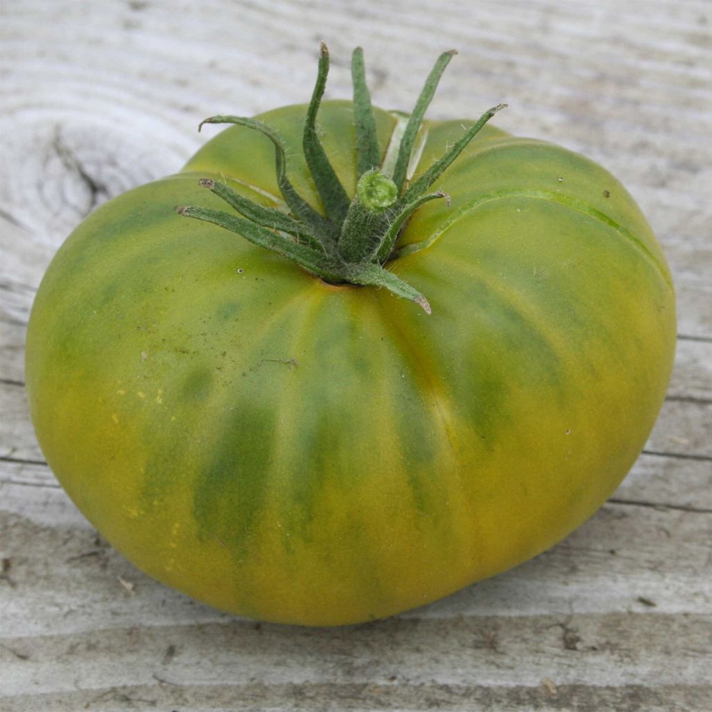 Tomate Aunt Ruby´s German Green Bio