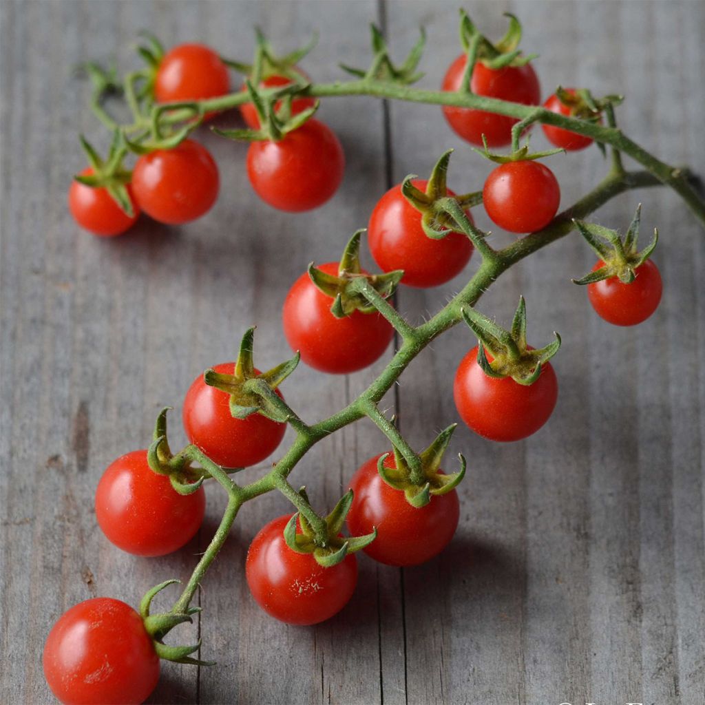 Tomate Barbaniaka Bio - Ferme de Sainte Marthe