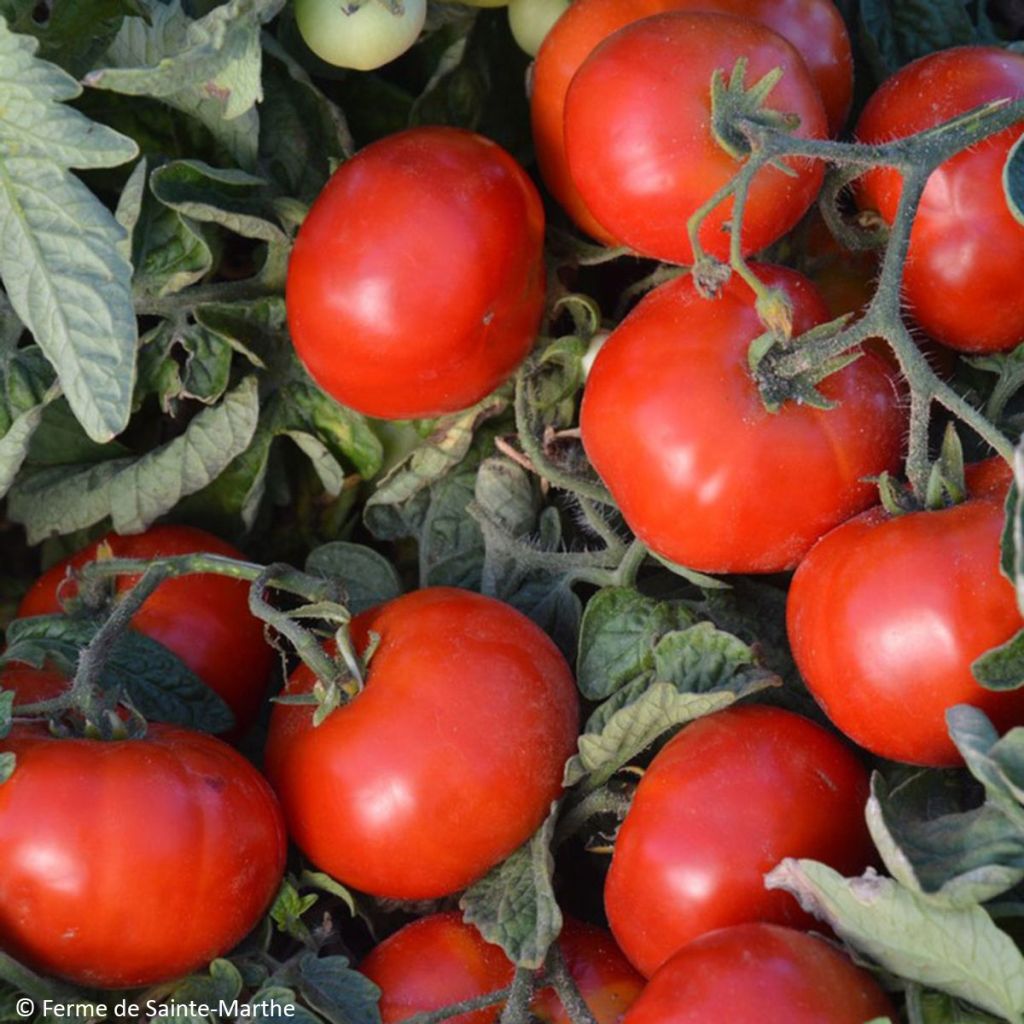 Tomate Betalux Bio