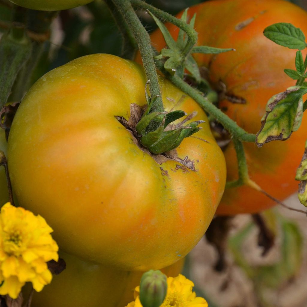 Tomate Big Rainbow Bio