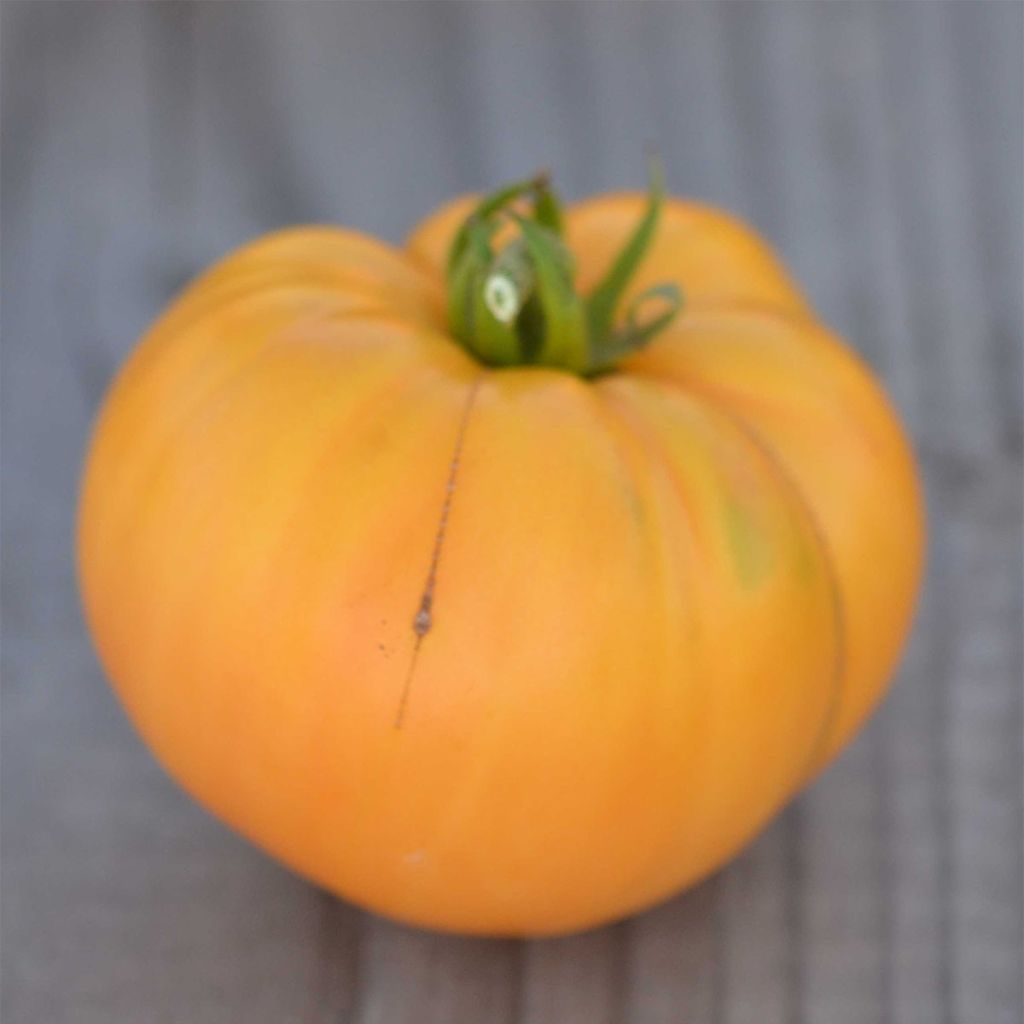 Tomate Big White Pink Stripes Bio - Ferme de Sainte Marthe