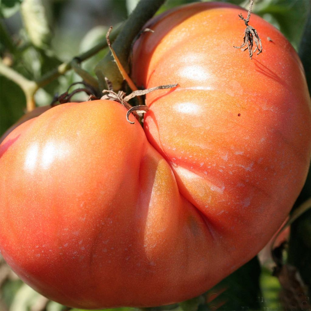 Tomate Brandywine Bio