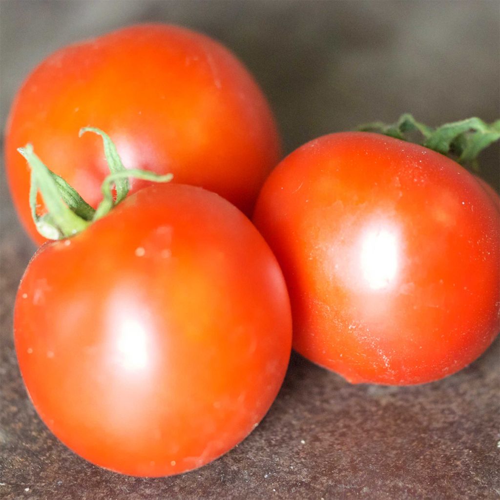 Tomate Budaï Torpe Bio