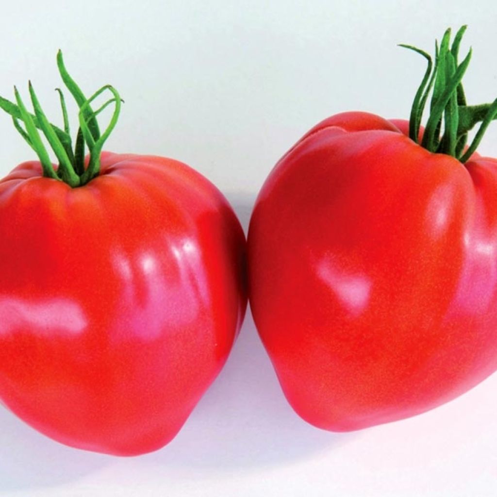 Tomate Cauralina F1 (Veredelte Tomate)