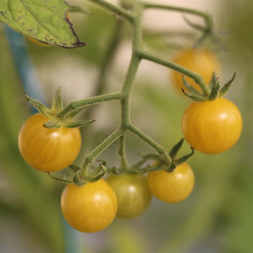 Tomate Champagne NT - Ferme de Sainte Marthe