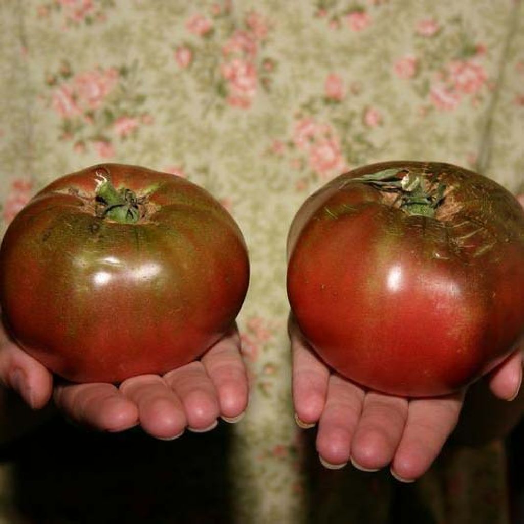 Tomate Cherokee Purple en plants