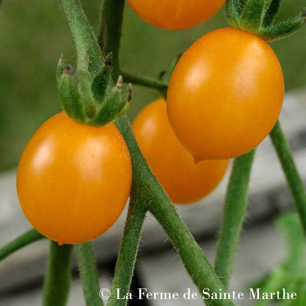 Tomate Cocktail Clémentine Bio