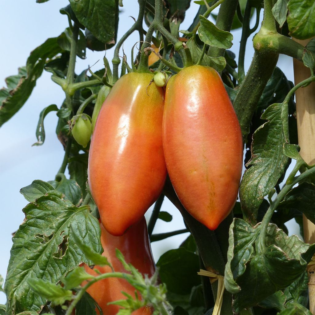 Tomate Cornabel F1 en plants - Cornue des Andes hybride