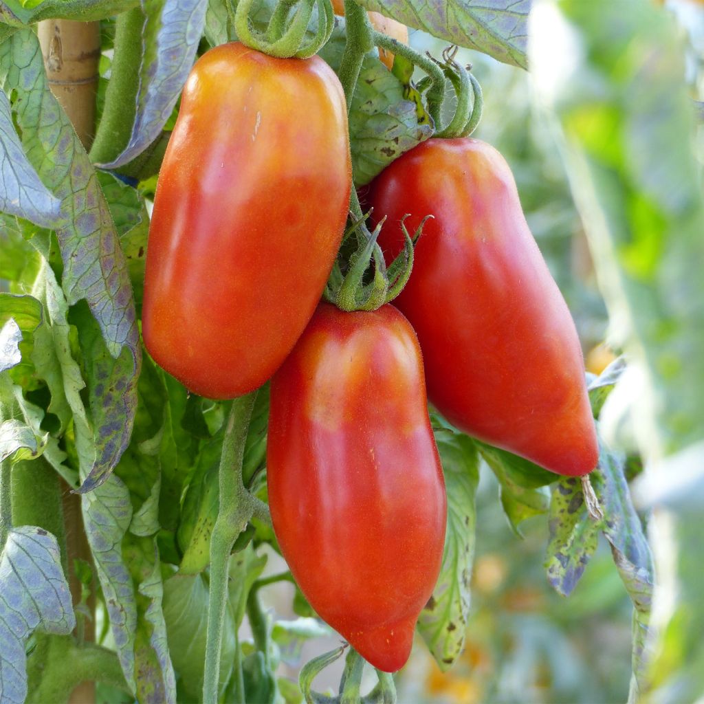 Tomate Cornue des Andes Bio