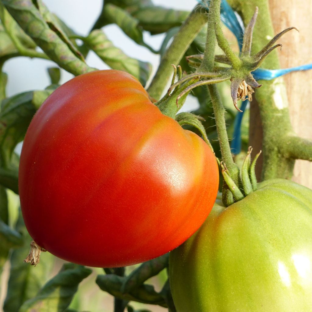 Fleischtomate Cuor di Bue (Pflanzen)