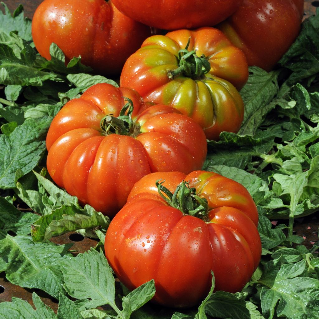 Tomate Delizia F1 (Pflanzen)