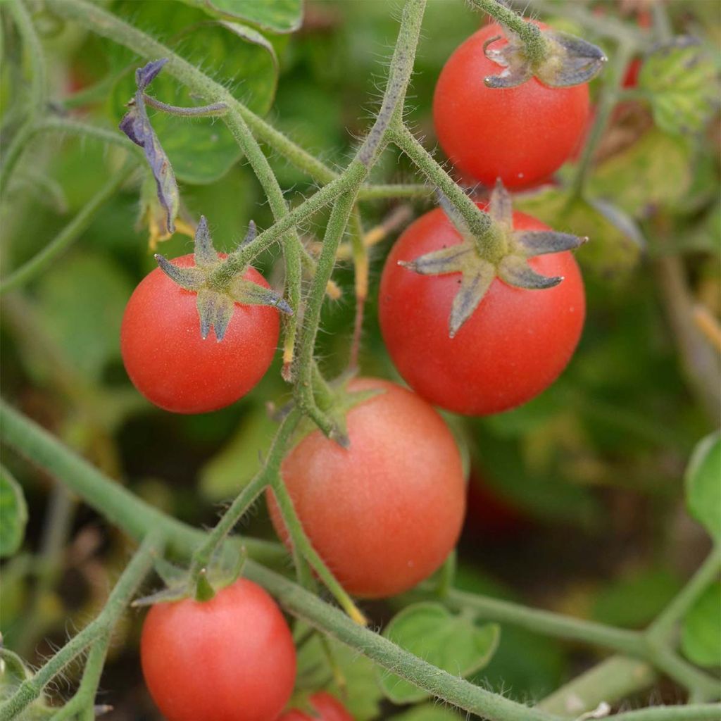 Tomate Ditmarscher Suspension Rose Bio