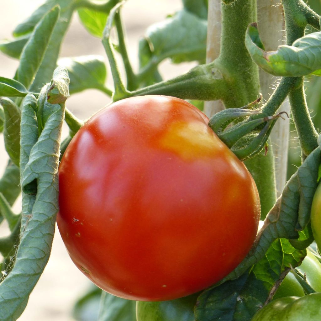 Tomate Ferline