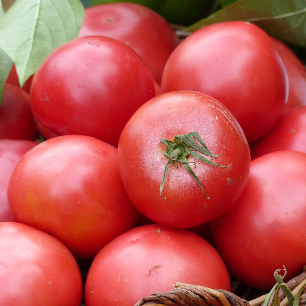 Tomate Fuji Pink F1