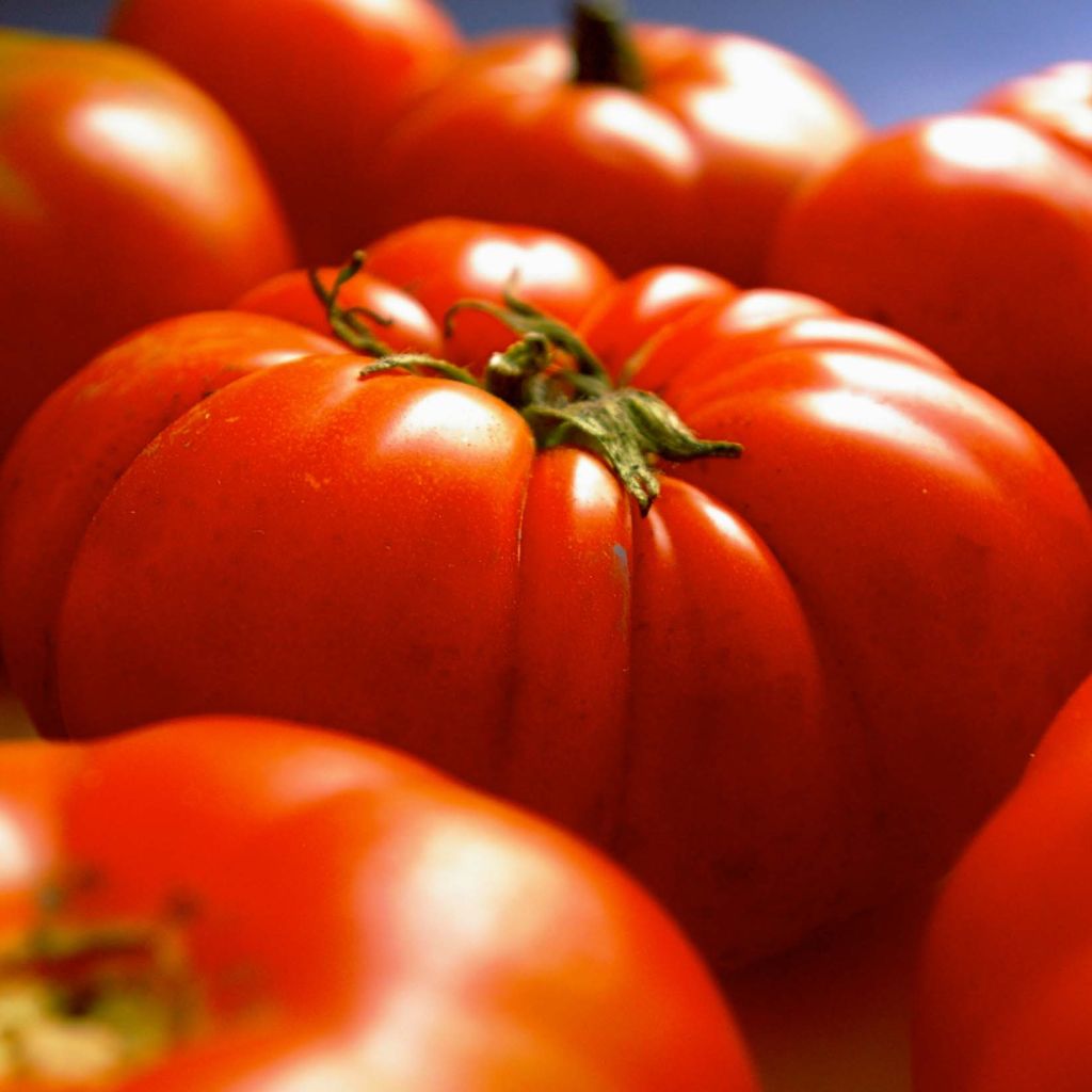 Tomate Gigantomo F1