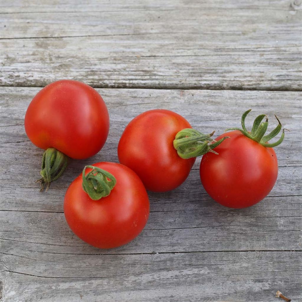 Tomate Gloire de Versailles