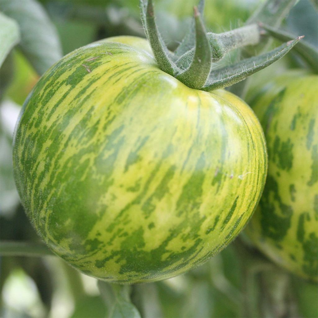 Tomate Green Zebra Bio