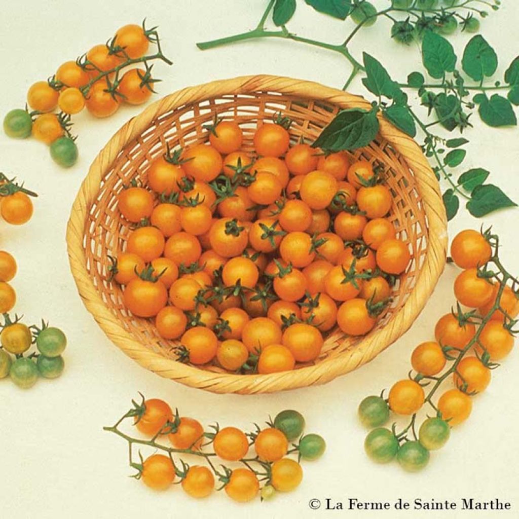 Tomate Groseille Jaune Bio - Ferme de Sainte Marthe 