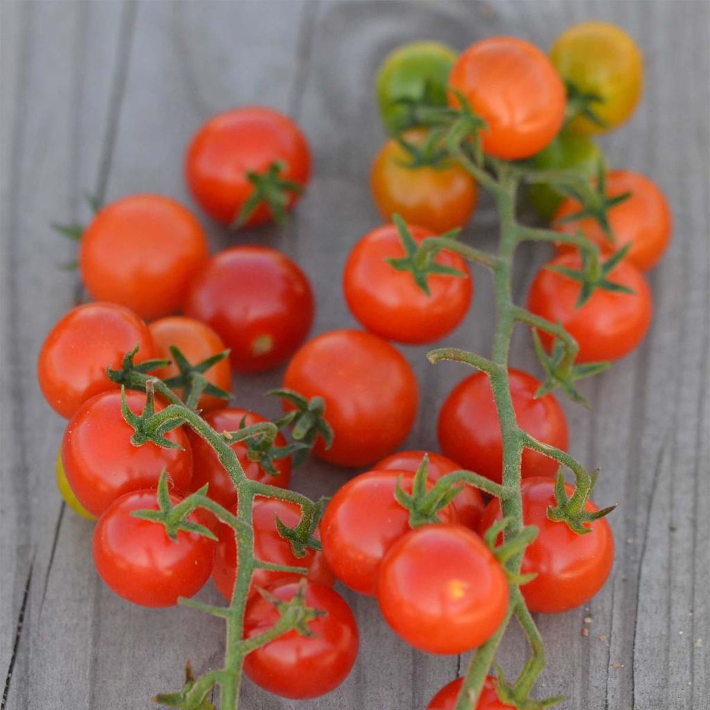 Tomate Groseille Rouge Bio - Ferme de Sainte Marthe 