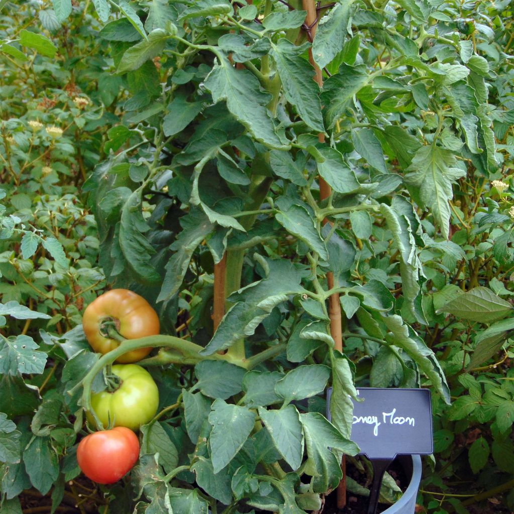 Tomate Honey Moon F1 en plants