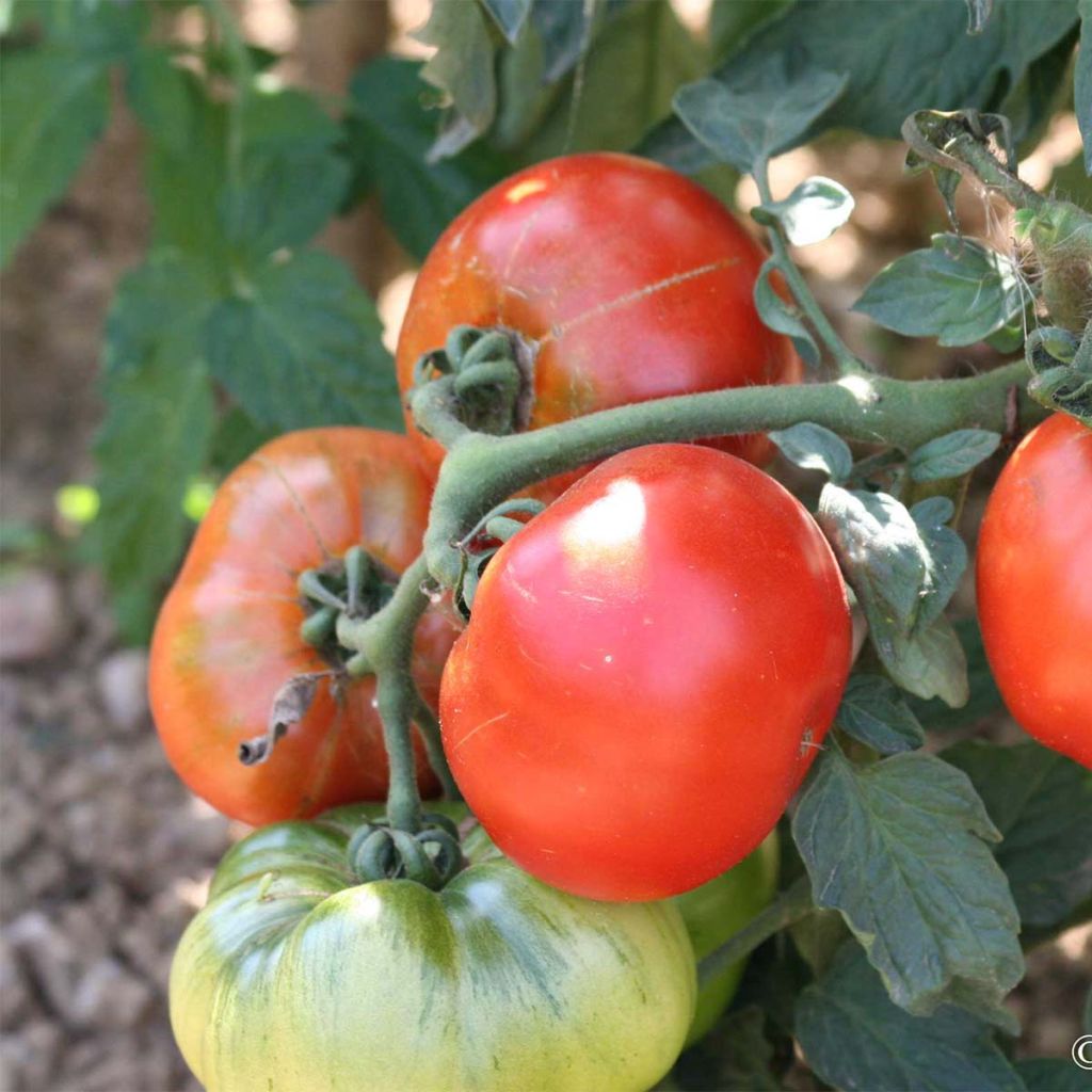 Tomate Joie de la table Bio - Ferme de Sainte Marthe