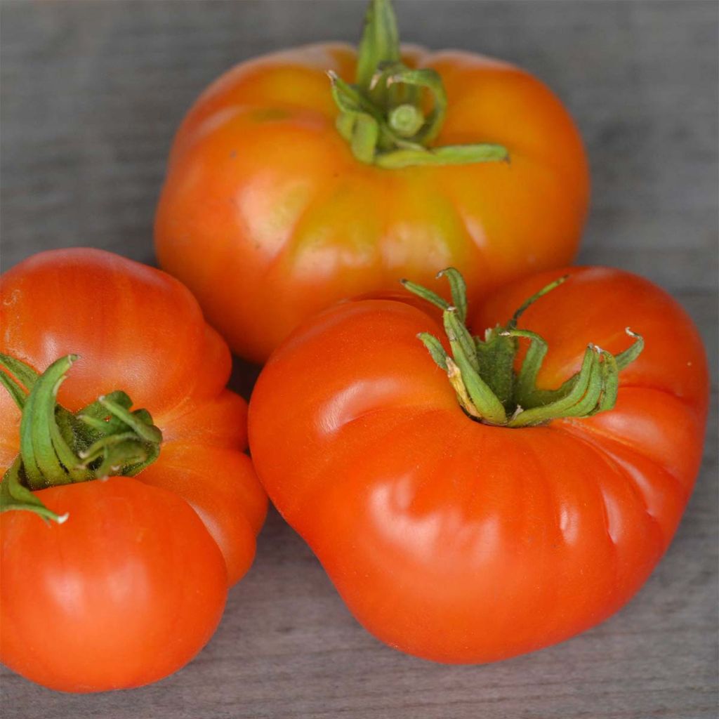 Tomate Joyau d'Oaxaca Bio - Ferme de Sainte Marthe