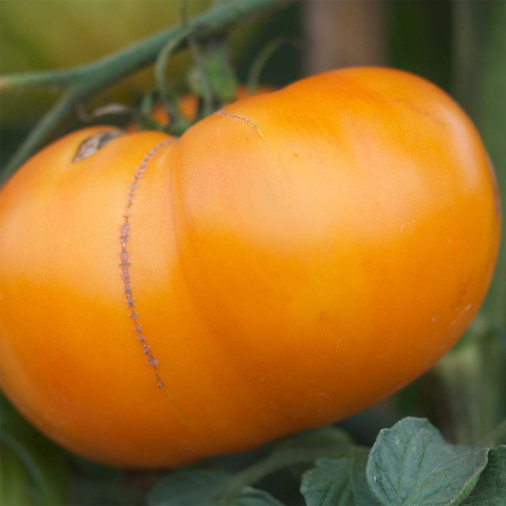 Tomate Kellogg's Breakfast Bio - Ferme de Sainte Marthe 