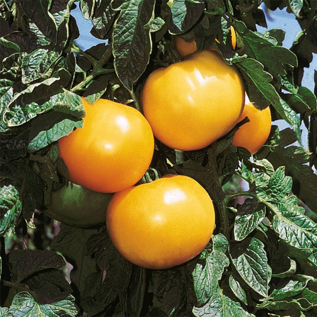 Tomate Lemon Boy F1