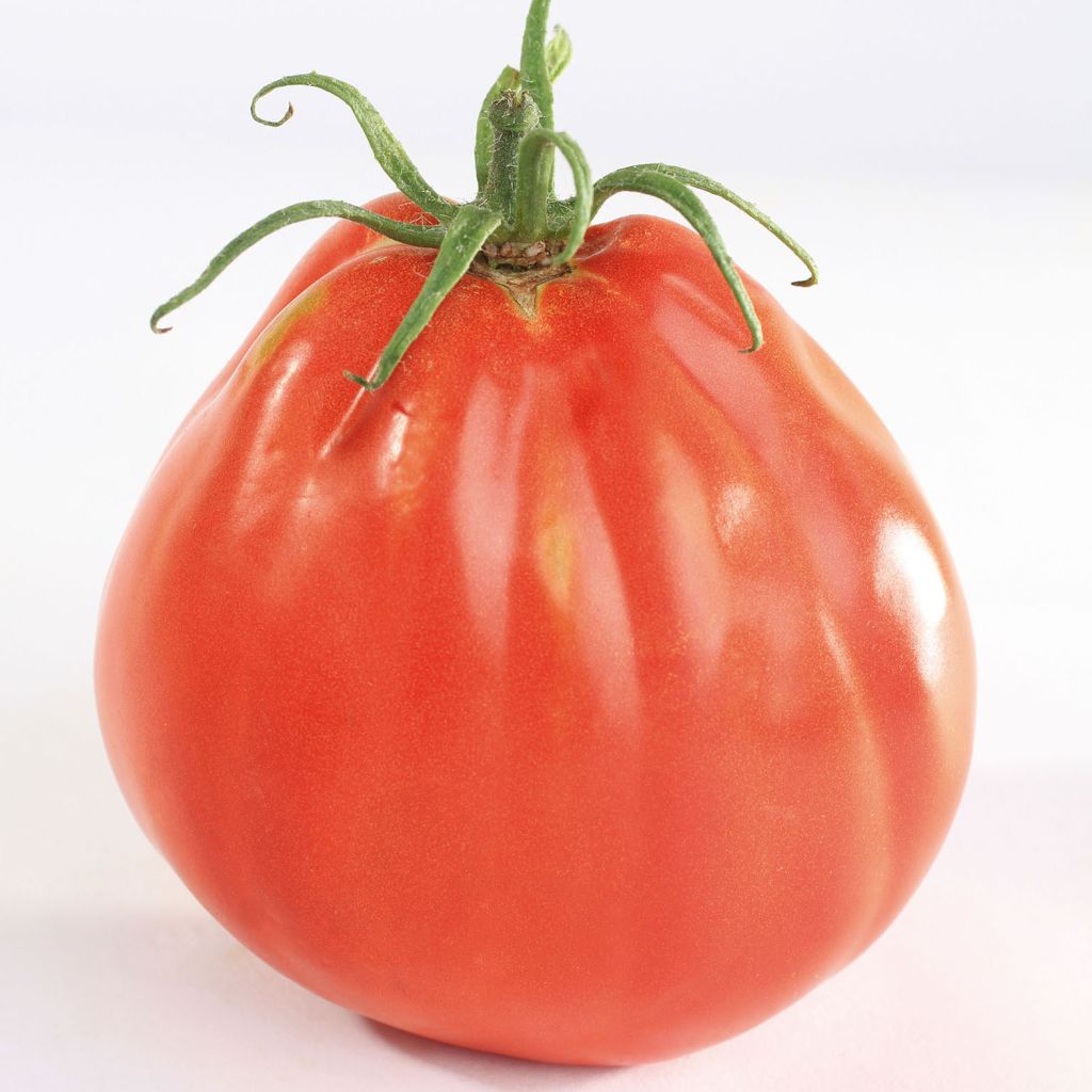 Tomate Borsalina F1