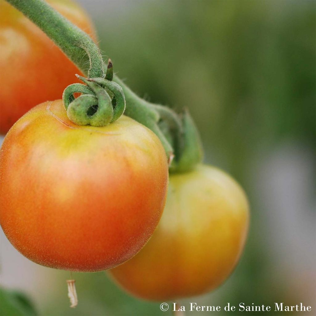 Tomate Madagascar Bio - Ferme de Sainte Marthe