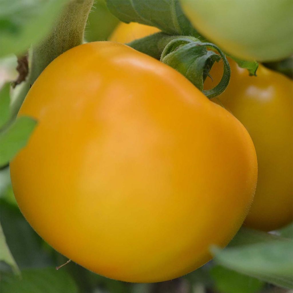 Tomate Manyel Bio - Ferme de Sainte Marthe