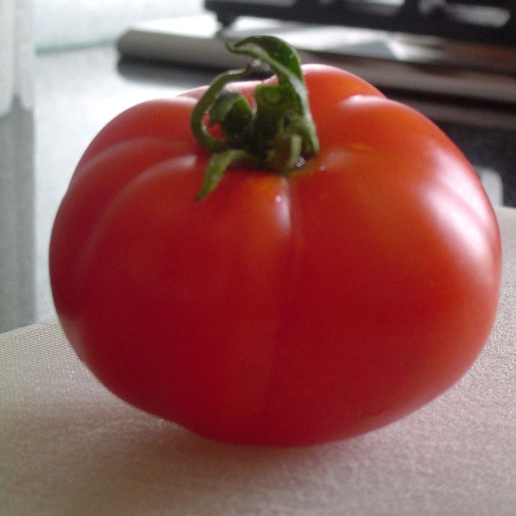 Tomate Marmande Bio