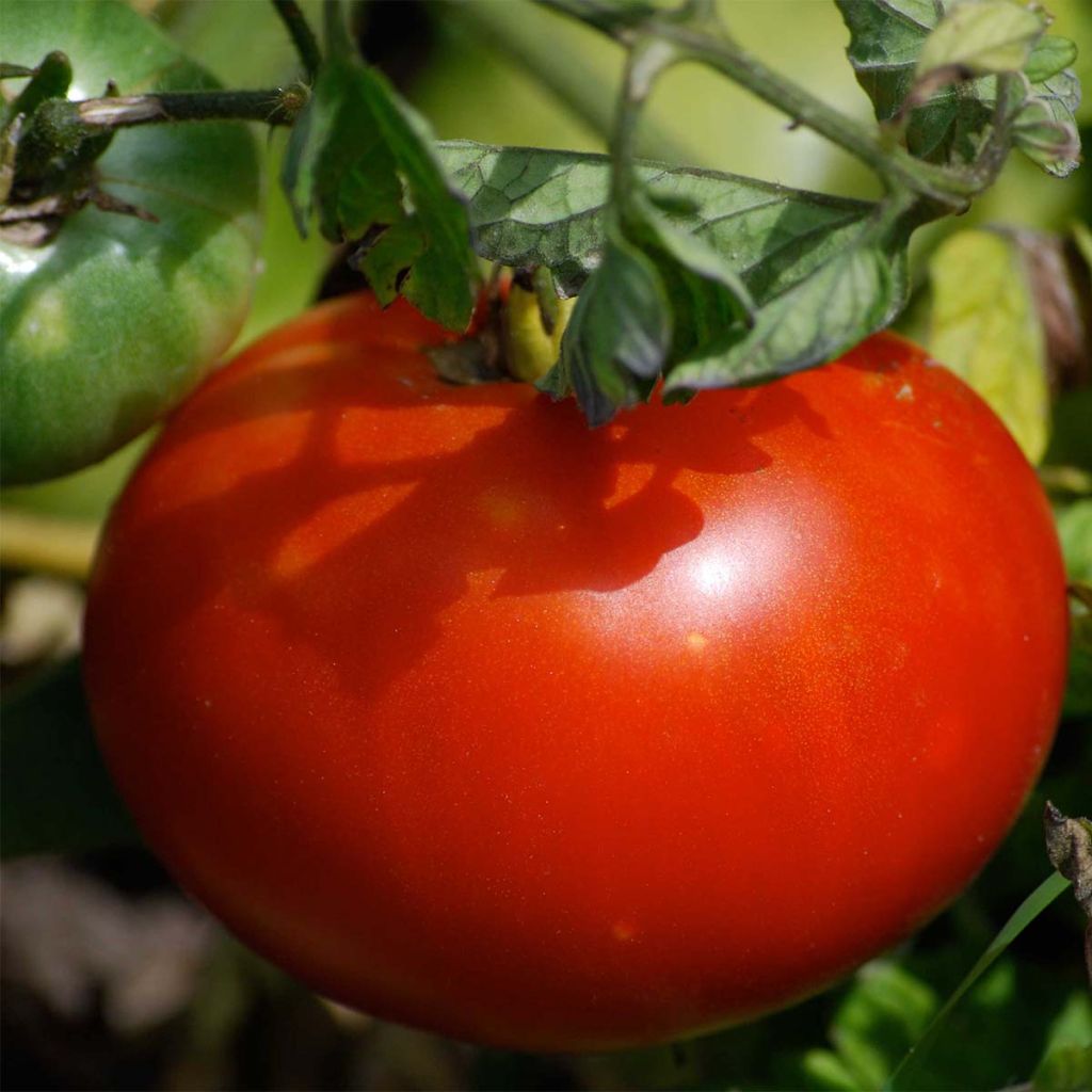 Tomate Merveille des Marchés Bio