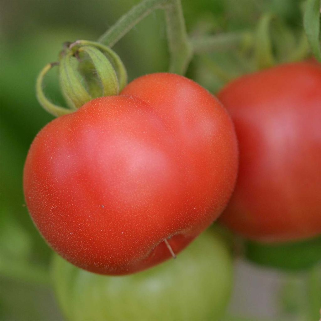 Tomate Mikado Violetor Bio - Ferme de Sainte Marthe