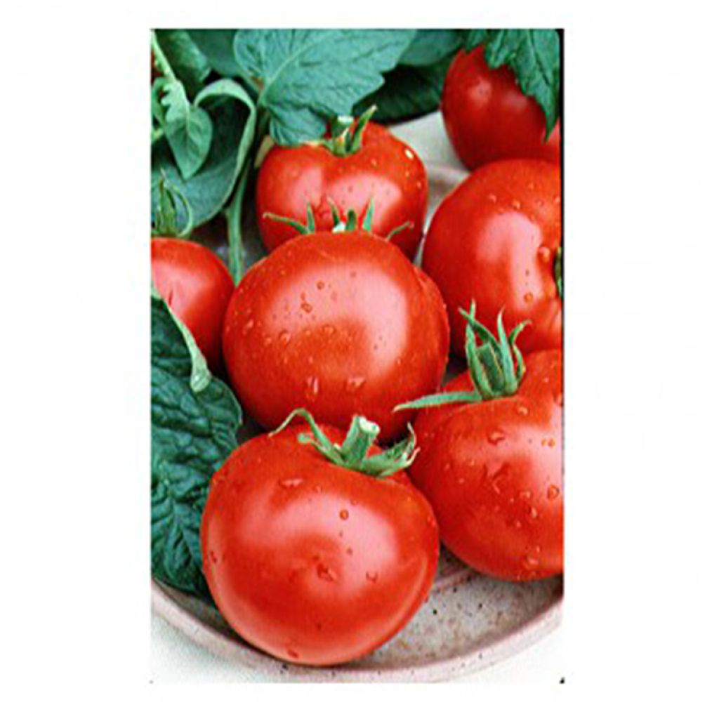 Tomate Montfavet F1