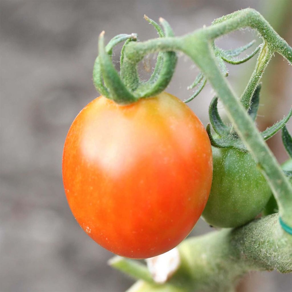 Tomate Olirose Bio - Ferme de Sainte Marthe