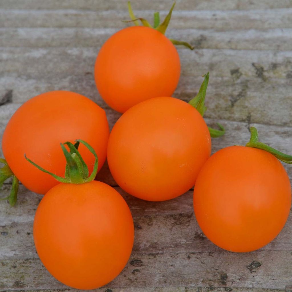 Tomate Orange Berry Bio