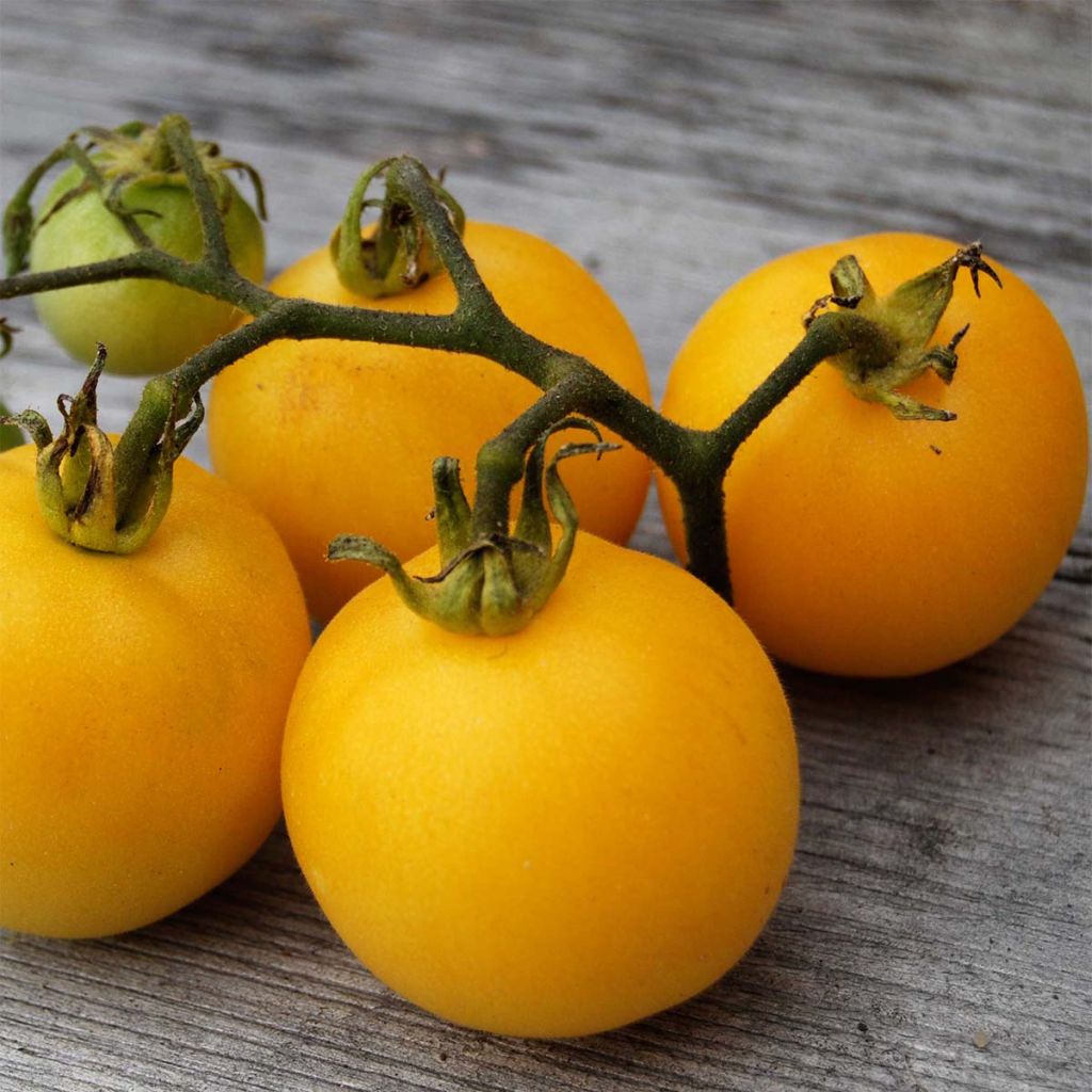 Tomate Pêche jaune Bio - Ferme de Sainte Marthe