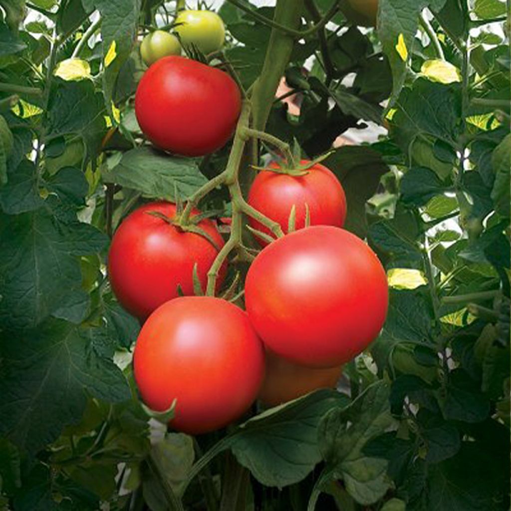 Tomate Paoline F1