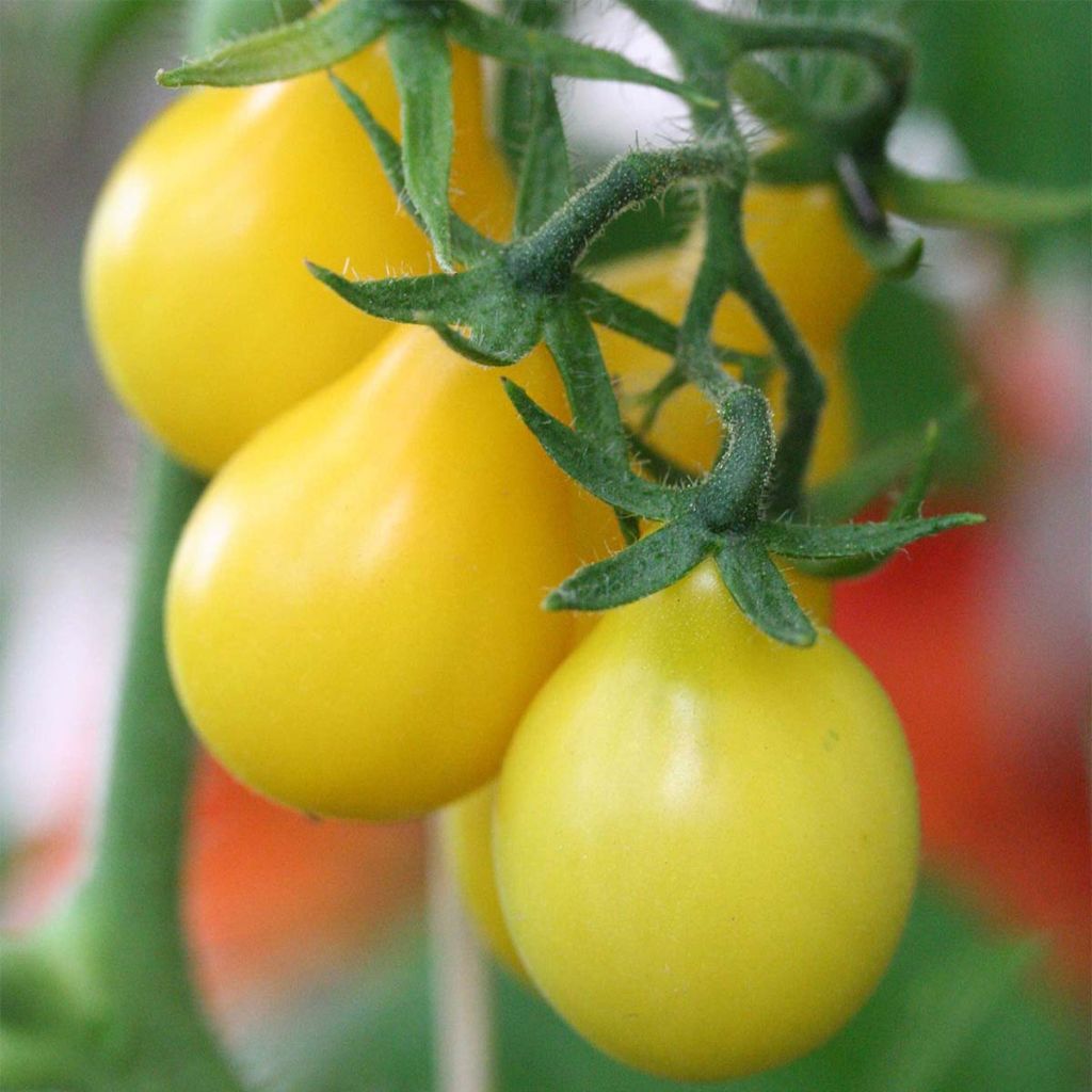 Tomate Poire jaune Bio