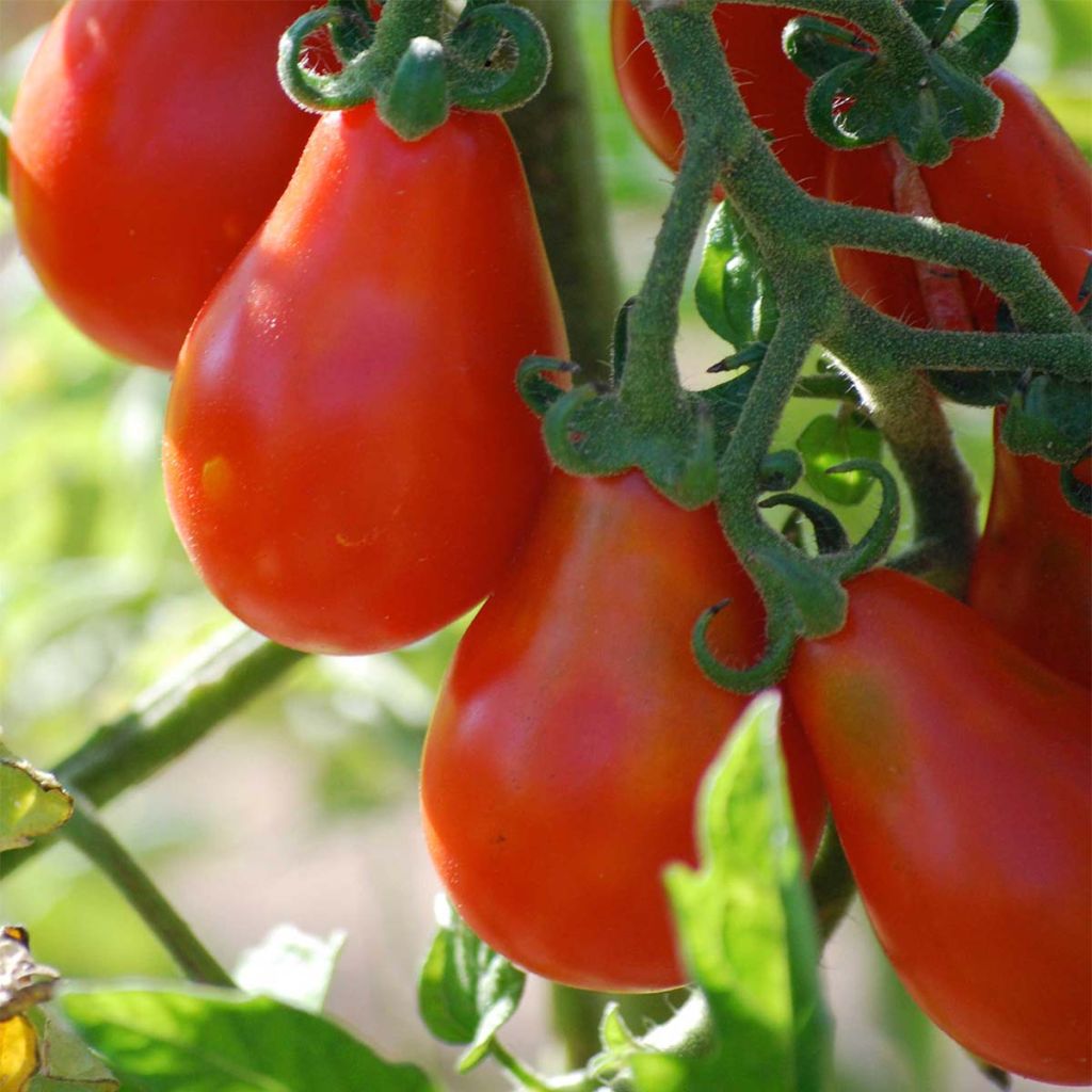 Tomate Poire rouge Bio