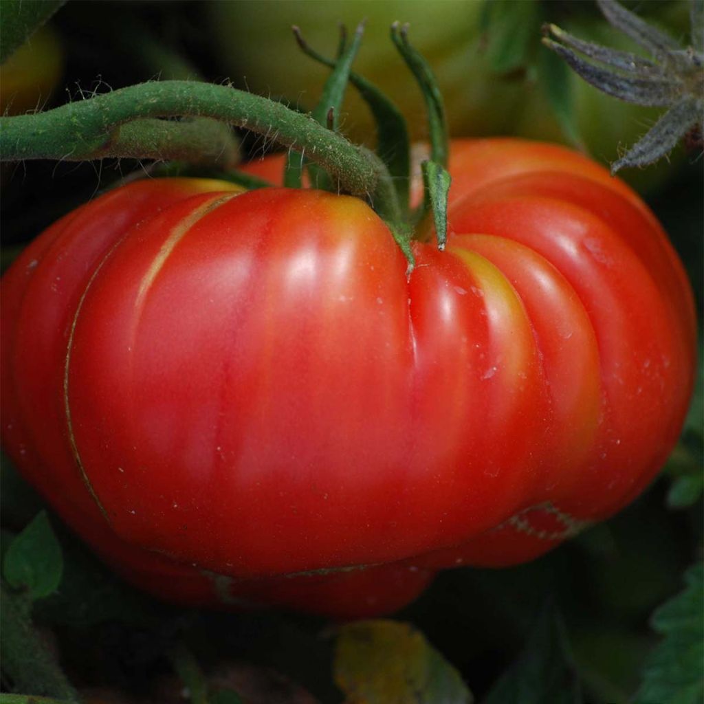 Tomate Potiron écarlate Bio