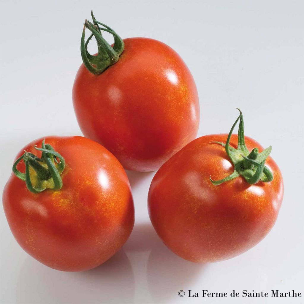 Tomate Rio Grande NT - Ferme de Sainte Marthe