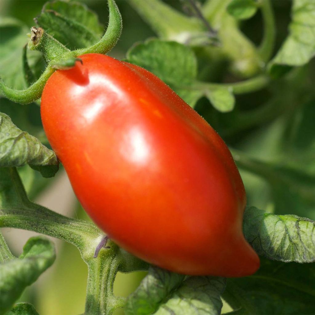 Tomate Roma VF Bio - Ferme de Sainte Marthe