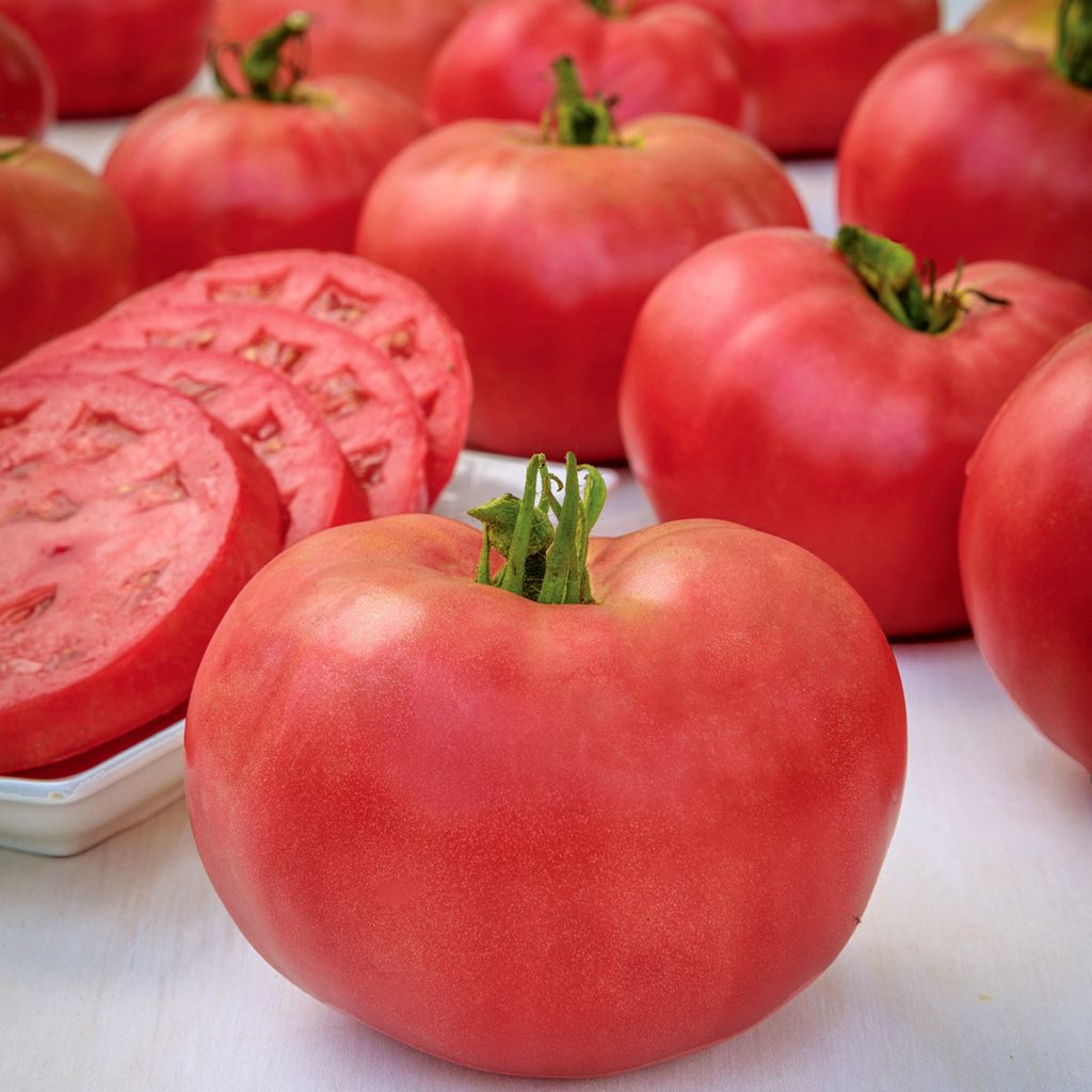 Tomate Rose Crush en plant BIO