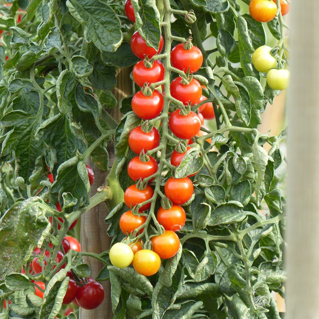 Kirschtomate Rubylicious F1