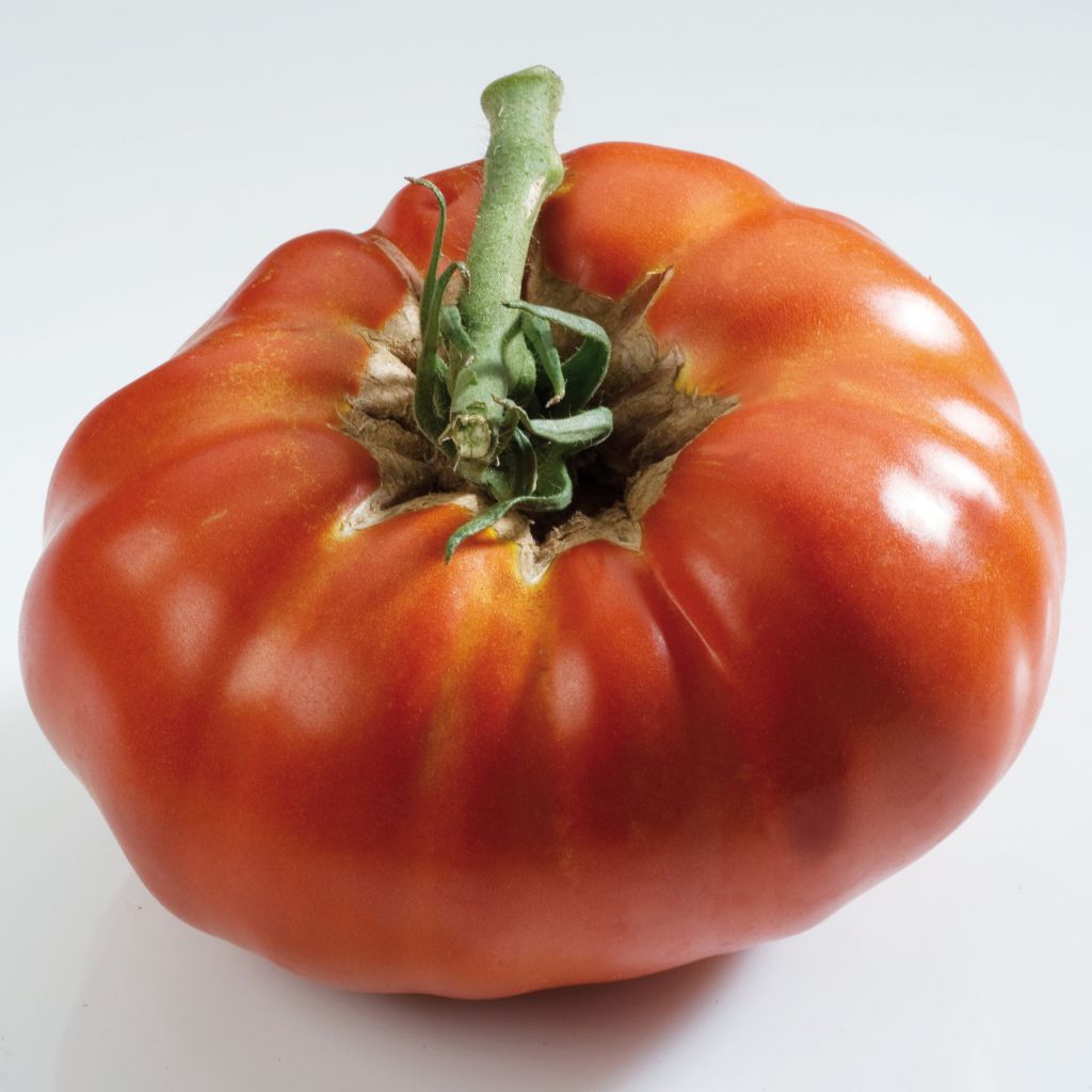 Tomate Russe rouge (Pflanzen)