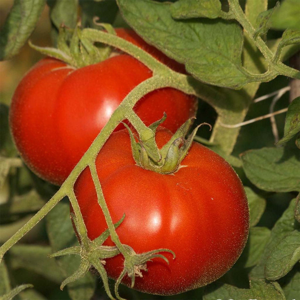 Tomate Saint Pierre Bio