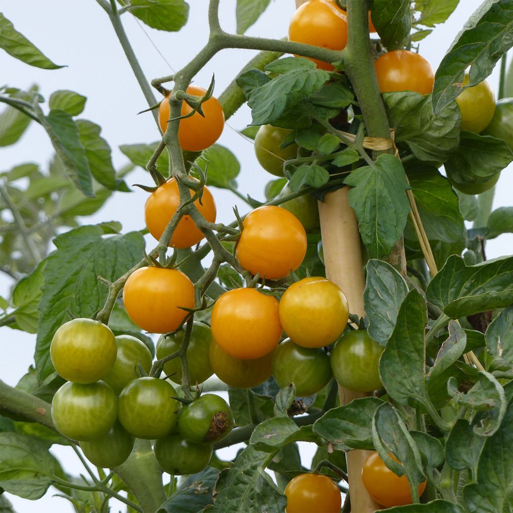 Kirschtomate Stargold F1