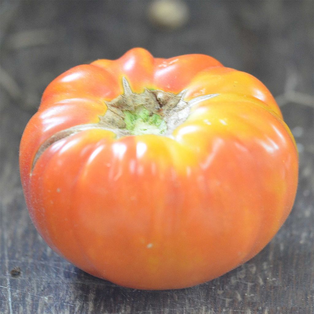 Tomate Striped German Bio